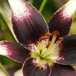 5 zweifarbige Lilien für einen besonderen Garten
