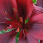 5 Lilien mit roten Blüten für einen Flammenbaum-Garten