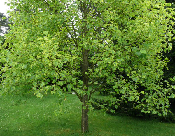 Tulpenbaum pflanzen?