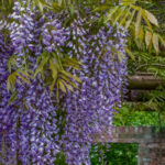 Gestalten Sie einen üppigen Garten mit einer Fülle herabhängender Blumen!