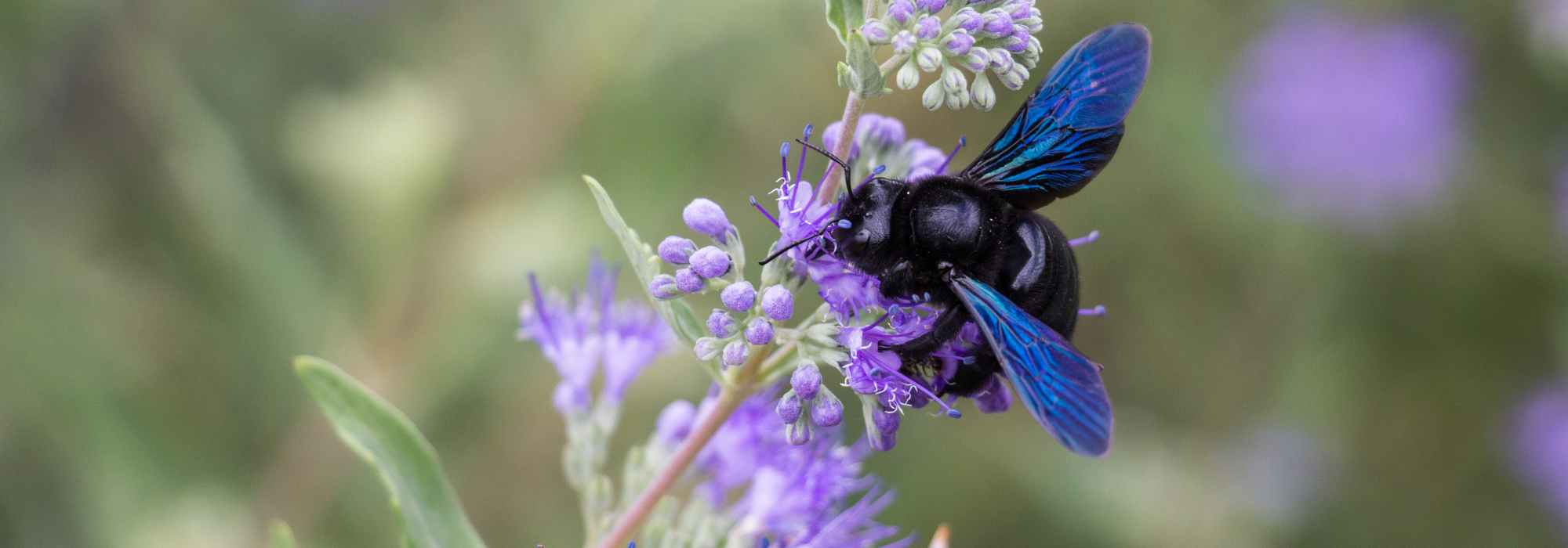 Holzbiene: wertvolle Helferin im Garten