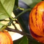 Unsere Liste besonderer Zitrusfrüchte!