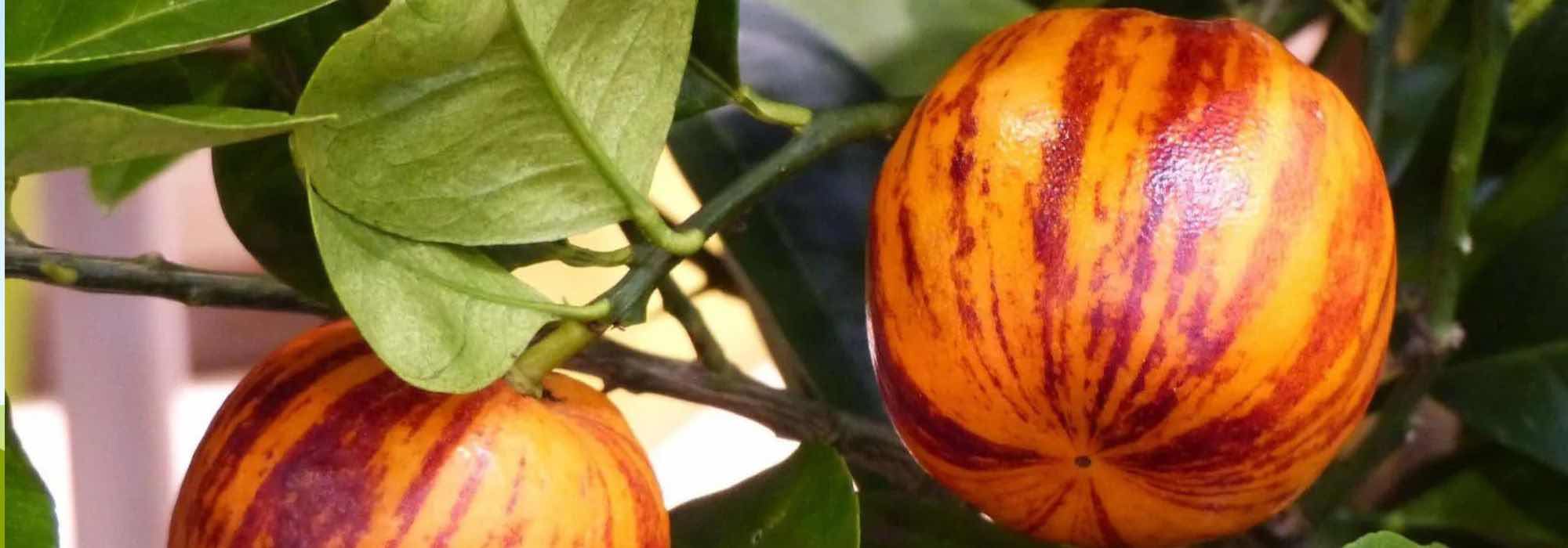 Unsere Liste besonderer Zitrusfrüchte!