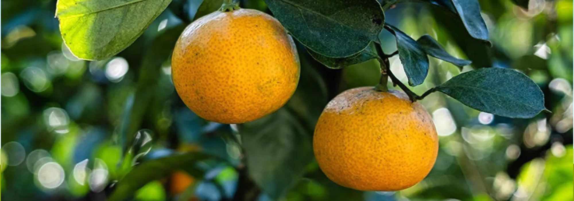 Unsere Liste der leckersten Zitrusfrüchte!