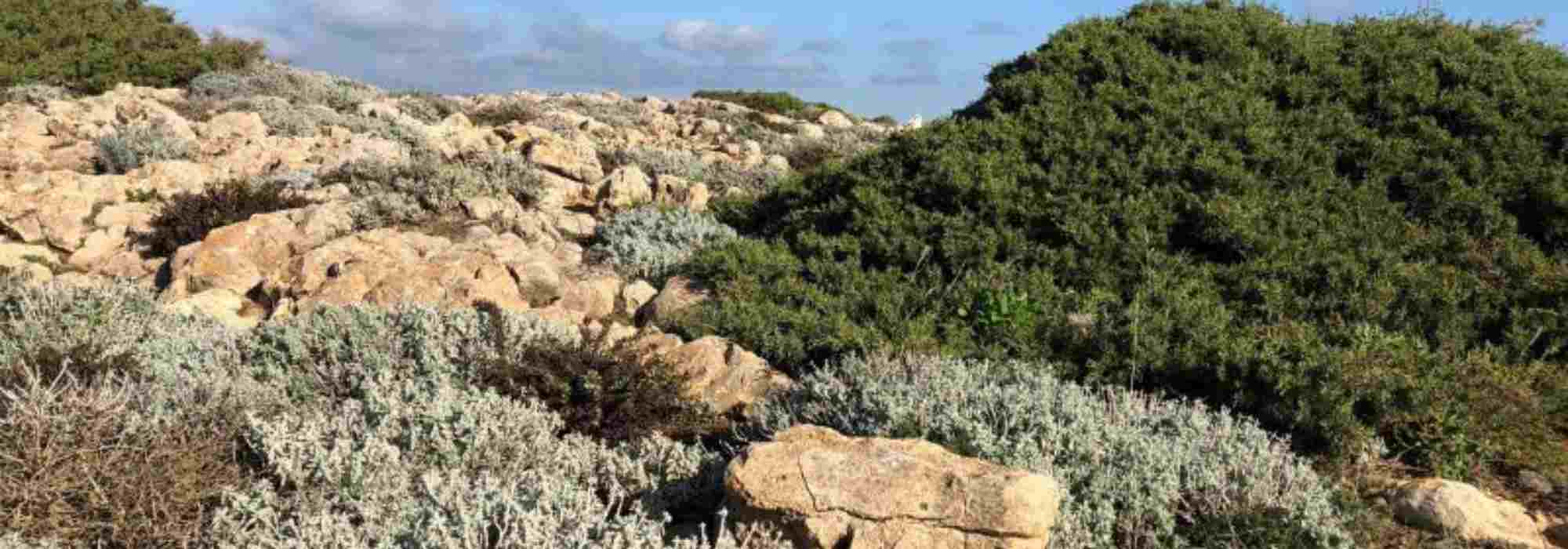 Garten in der Garrigue anlegen
