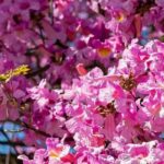 5 Bäume mit rosa Blüten für einen strahlenden Garten!