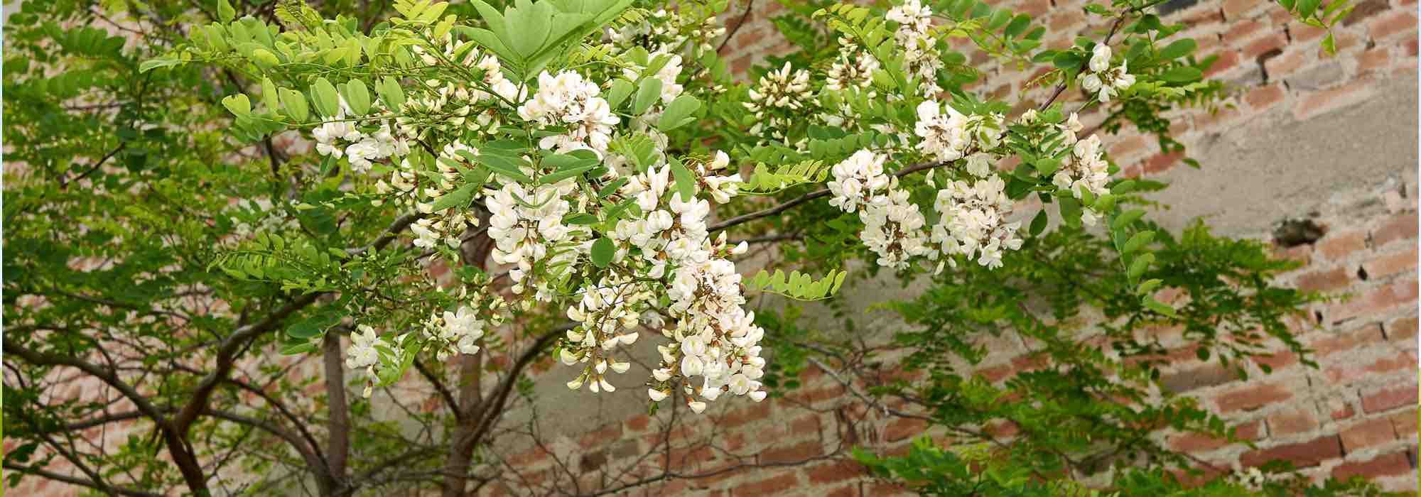 6 robuste Bäume für sorgenfreie Gärten