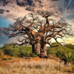Zeitgiganten: Reise zu den ältesten Bäumen der Welt