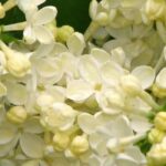 7 Heckensträucher mit leuchtender Frühjahrsblüte