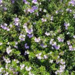 Westringia, Australischer Rosmarin: Stecklinge?