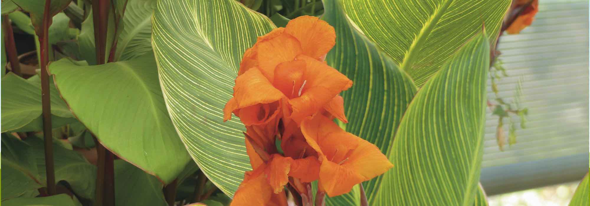 Canna: Tipps für Blüte den ganzen Sommer