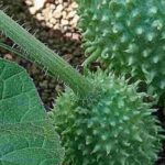 Anguria-Gurke anbauen: besonderes Fruchtgemüse