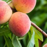 Welche Obstbäume tragen am schnellsten Früchte?