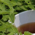 Dekokt und Pflanzenjauche im Garten: Unterschiede?