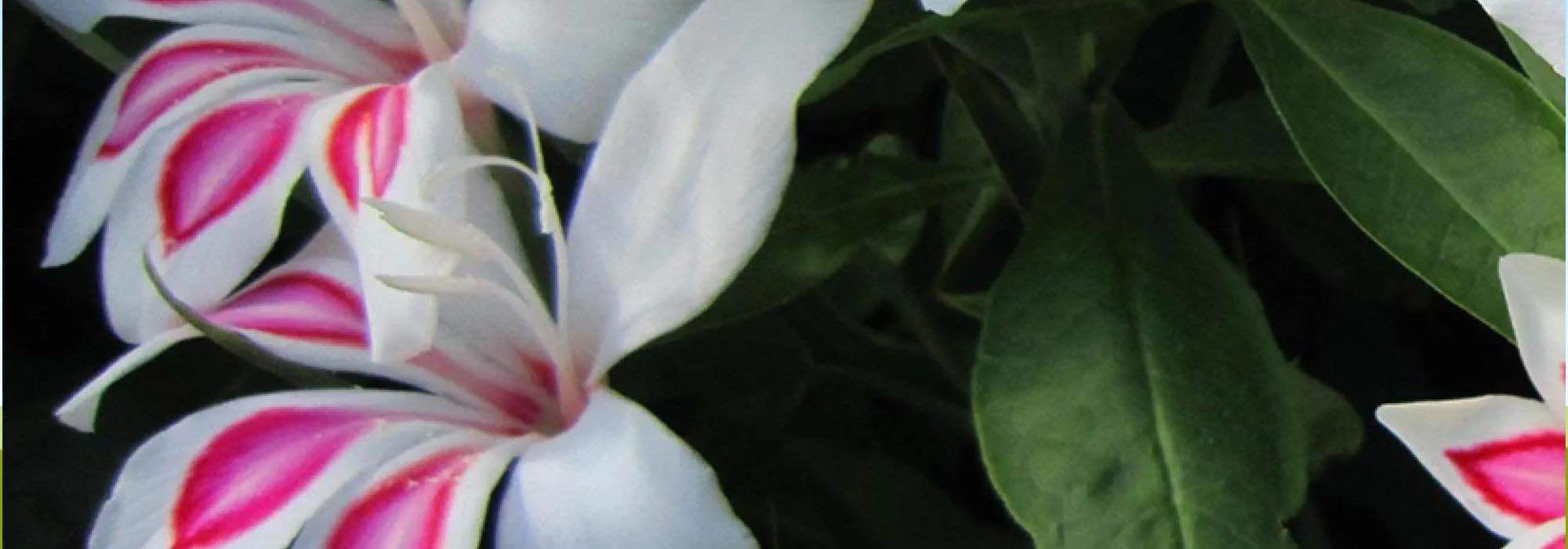 7 Gladiolen: außergewöhnliche Blüte für den Garten