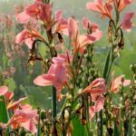 Gladiolen: Blüten den ganzen Sommer