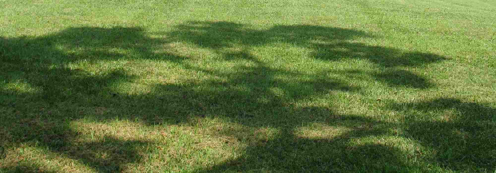 Dichter oder lichter Schatten: passende Bäume!