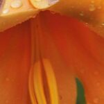 Osterlilien entdecken