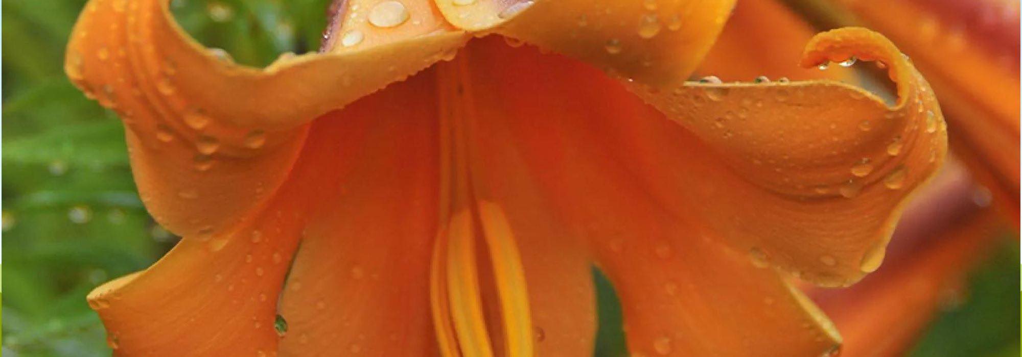Osterlilien entdecken