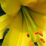 Die schönsten gelben Lilien für einen leuchtenden Garten!