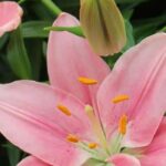 5 Lilien mit rosa Blüten für einen romantischen Garten
