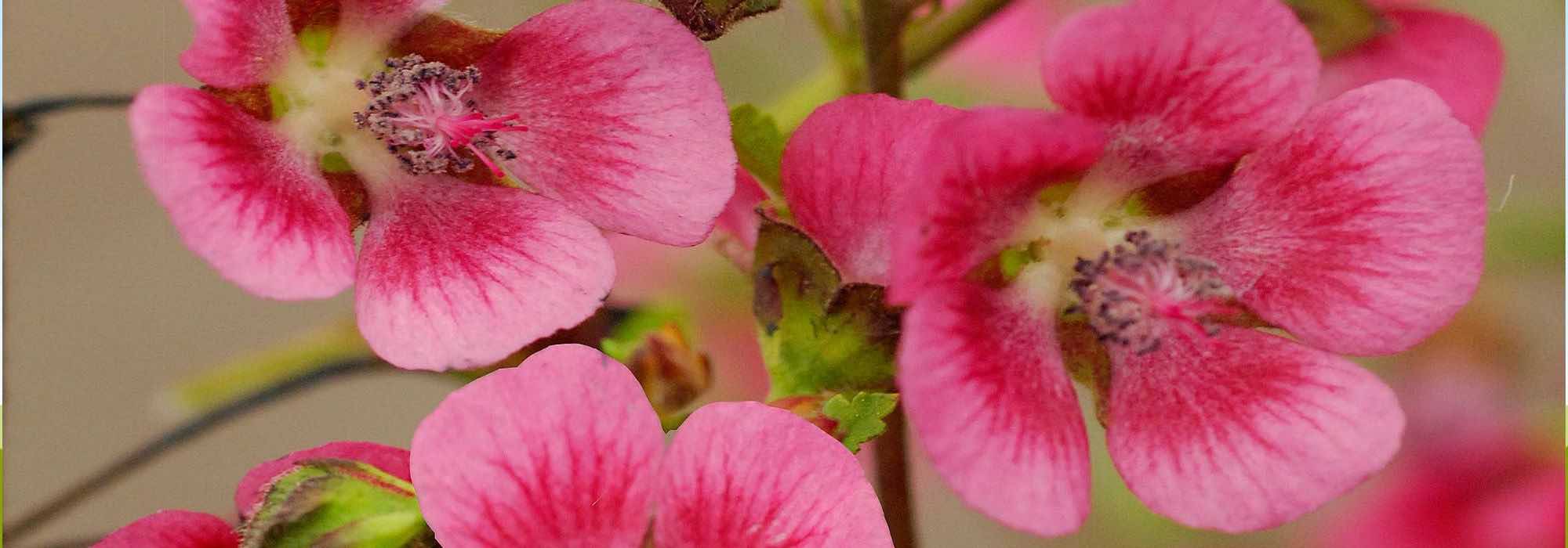 Krankheiten und Schädlinge der Anisodontea