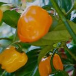 5 Serrano-Chilis für würzige Gerichte!