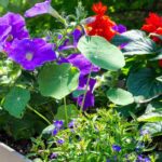 Einjährige Pflanzen: Blüten von Frühling bis Herbst