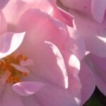 Rosen: 6 unverwüstliche Sorten