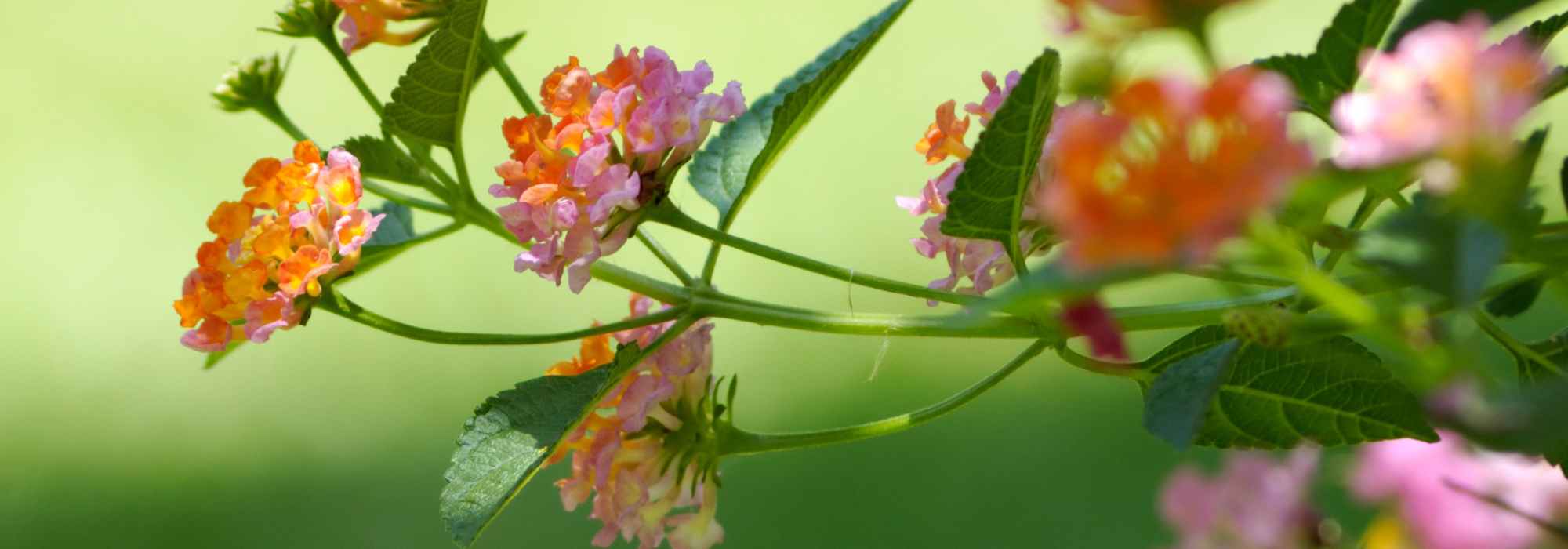 7 schöne Kombinationen mit Wandelröschen