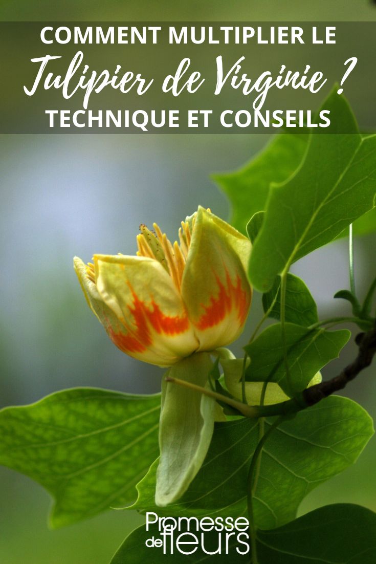 Blüte des Tulpenbaums (Liriodendron tulipifera)