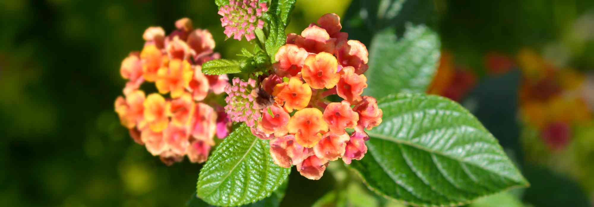 Lantana im Topf kultivieren