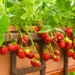 Erdbeeren anbauen: beste Platzspar-Ideen