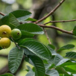 5 exotische Obstbäume für Frankreich