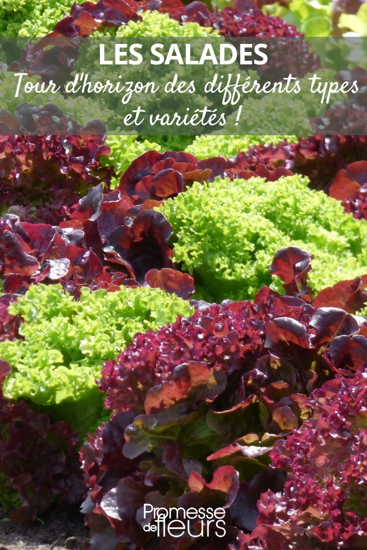 Welche Salate für meinen Garten?