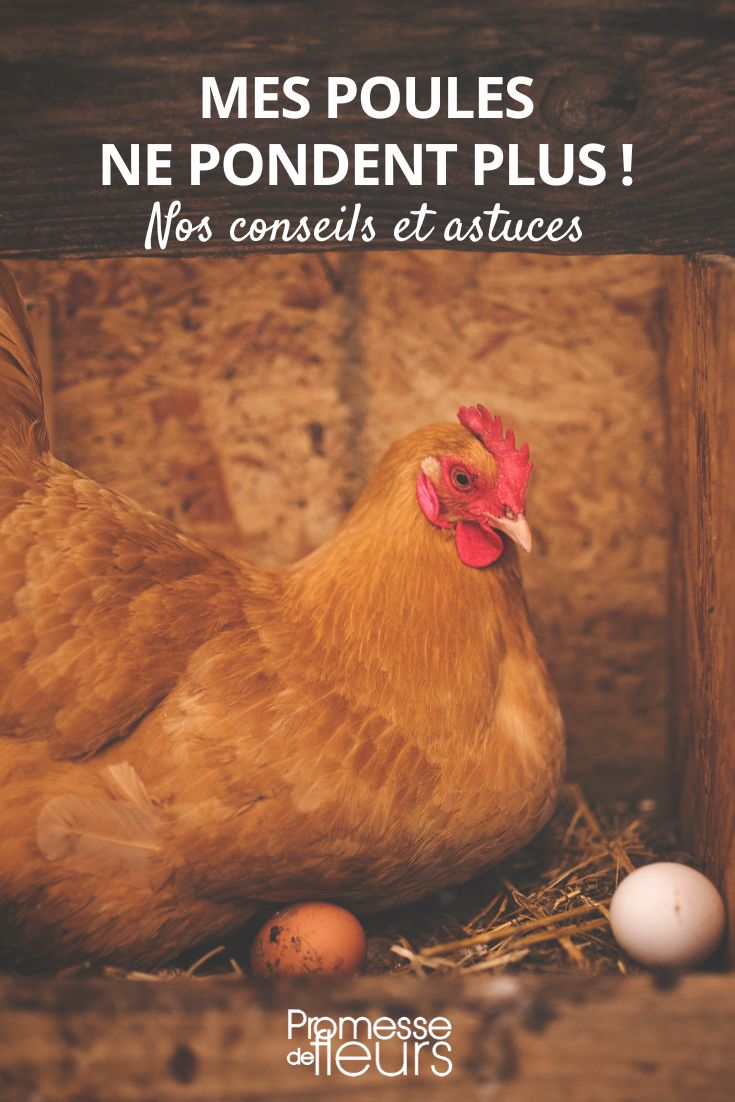 Mein Huhn legt keine Eier mehr.