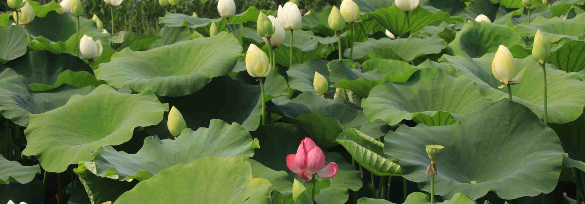 Nelumbo – Lotosblume: pflanzen und pflegen