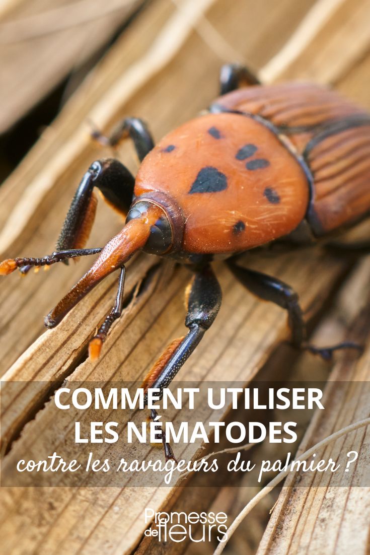 Rhynchophorus ferrugineus (Roter Palmenrüsselkäfer)