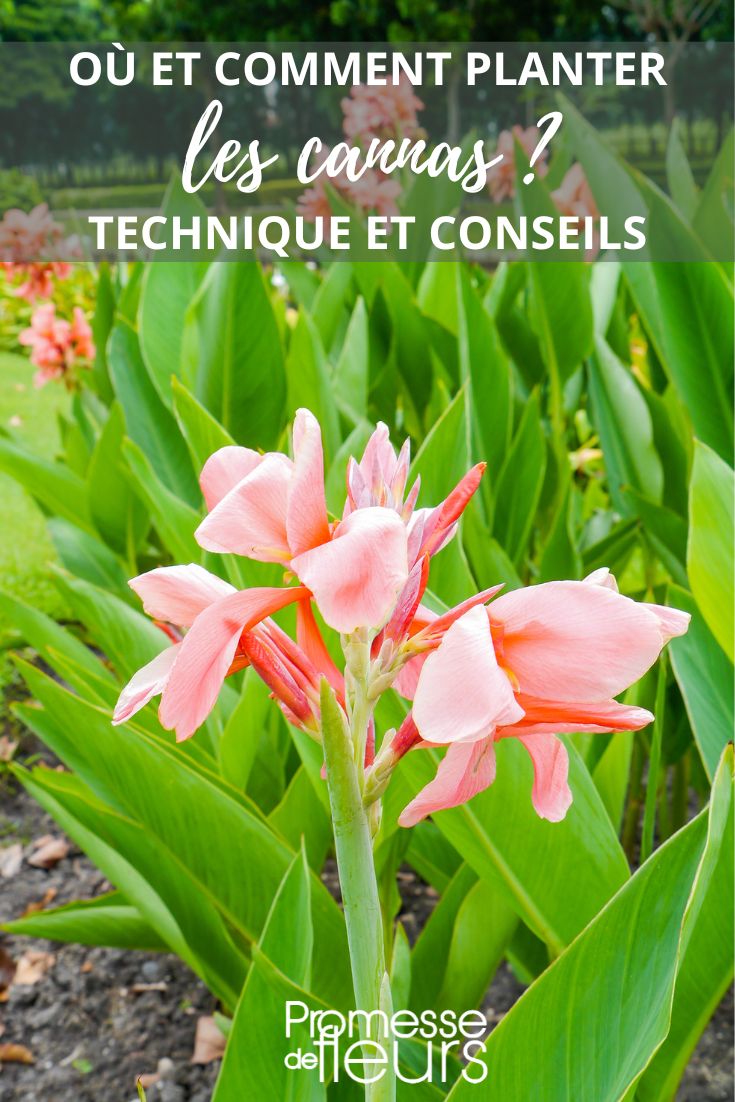 Pflanzung von Cannas im Garten