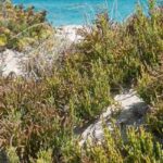 Salicorne: Gemeinen Queller pflanzen & ernten