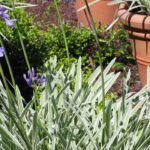Panaschierte Liebesblumen entdecken
