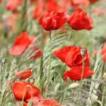 Unsere Top 7 einjährigen Pflanzen mit roten Blüten