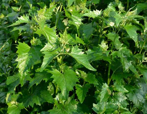 Gartenmelde: Vegane Rezepte für altes Gemüse