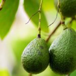 Avocado im Topf ziehen?
