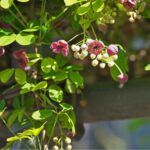 Akebie vermehren: Stecklinge réussiғыҙ