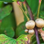 Gemüsegarten & Permakultur: Chinesische Yamswurzel