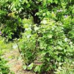 Waldgarten anlegen: 7 Fehler vermeiden