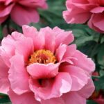 Schöne Päonien im Garten: die besten Tipps