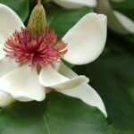 7 majestätische Magnolien für große Gärten