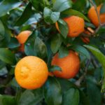 Zitrusfrüchte pfropfen: So gelingt’s?